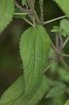 Smallspike false nettle